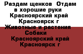 Раздам щенков. Отдам в хорошие руки - Красноярский край, Красноярск г. Животные и растения » Собаки   . Красноярский край,Красноярск г.